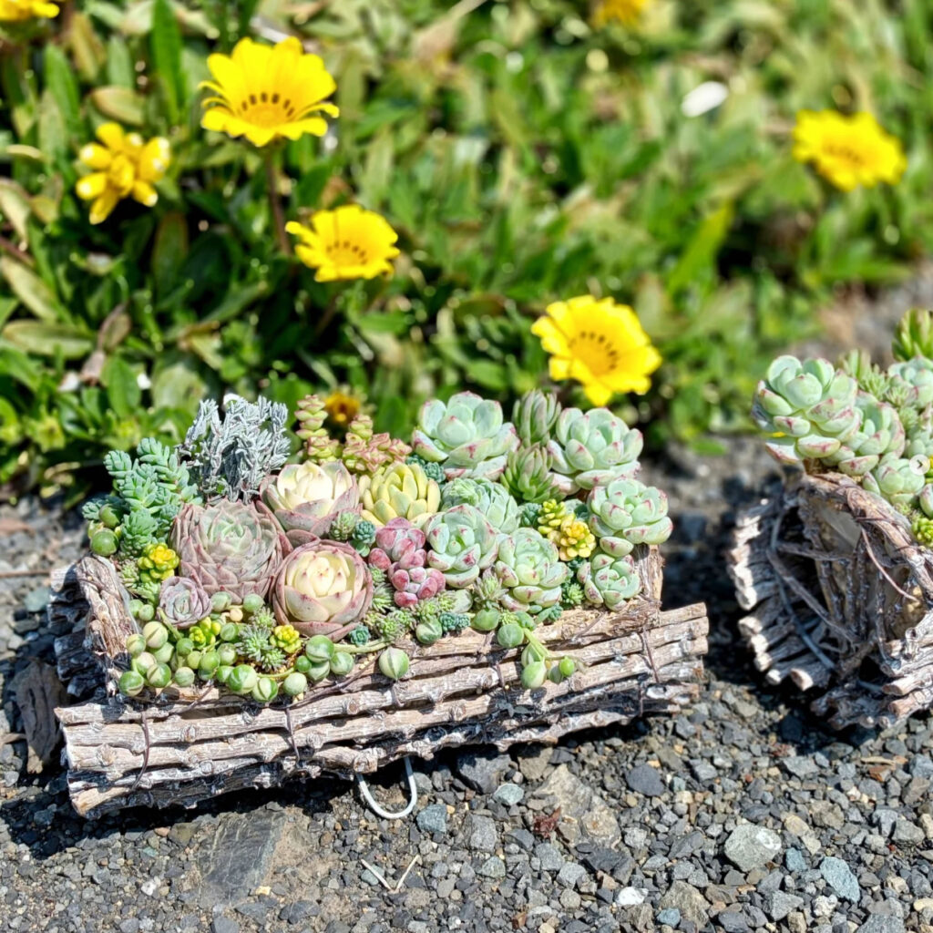 多肉植物寄せ植え